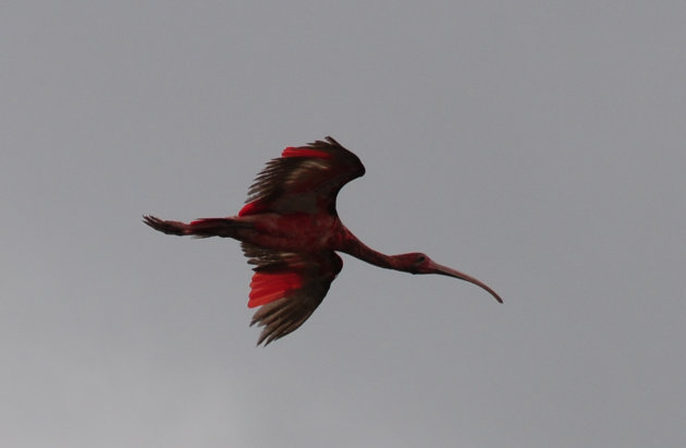Rode Ibis in vlucht boven de Suriname rivier
