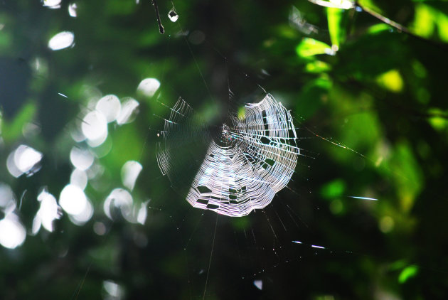 Spinnen in het Surinaams jungle