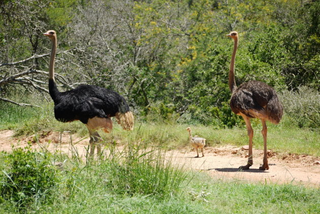 Struisvogels met jong