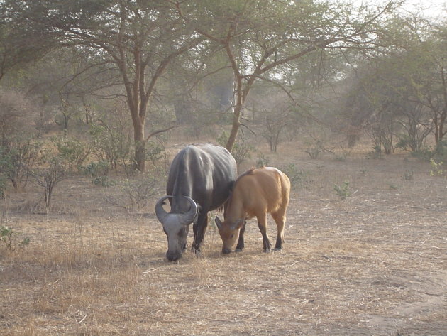 West afrikaanse buffel