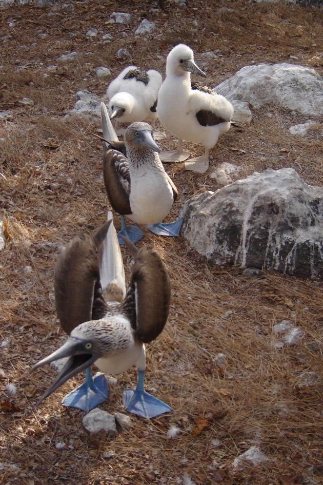 Blue Footed Boobies op Isla Isabela in Mexico