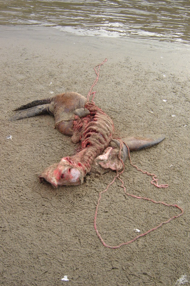 Dode zeehond in Florance, USA