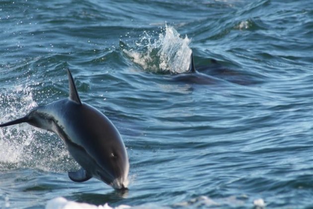 Dolfijnen in Kaikoura