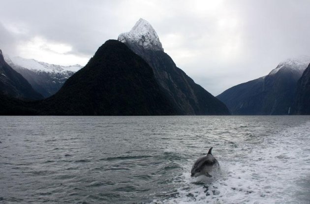 Dolfijn bij Milford Sound 