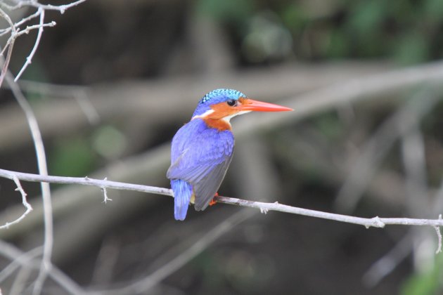 Blue Kingfisher
