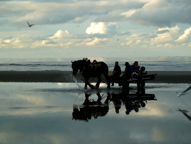 trekpaard in zee te Oostduinkerke