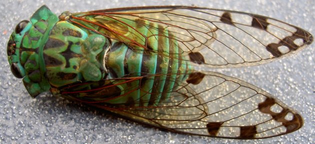  cicade 