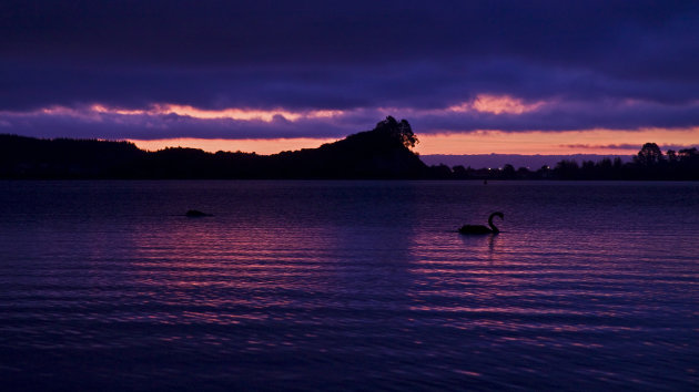 Zwanen in lake Rotoiti na zonsondergang