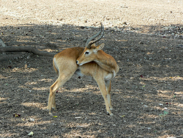 Zambia, impala