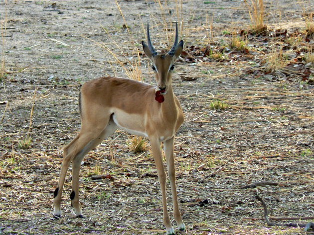 Zambia, South Luanga 2007