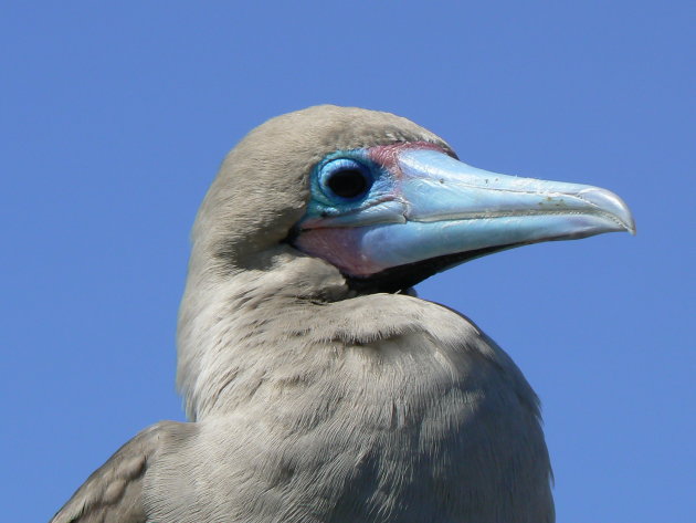 Redfoot booby