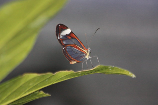 Super vlinder