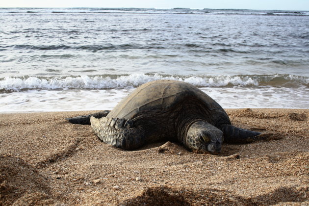 Zeeschildpad op strand O'ahu
