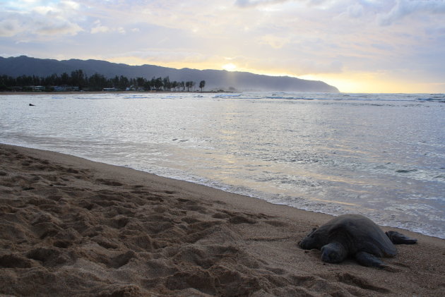 Zeeschildpad bij zonsondergang op strand O'ahu