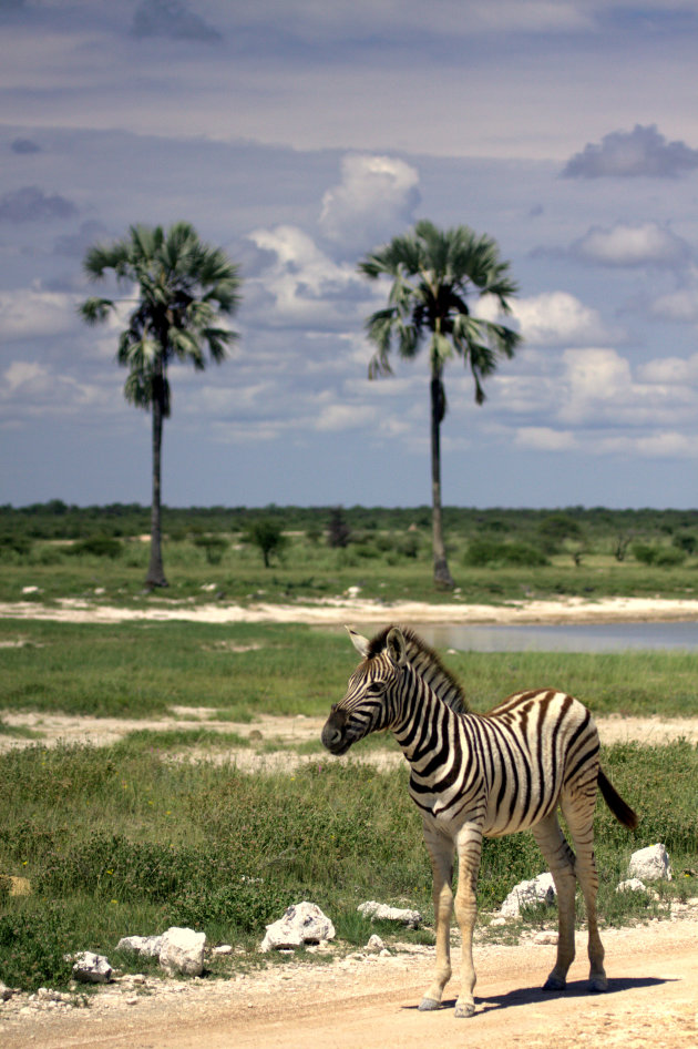 Tropische zebra