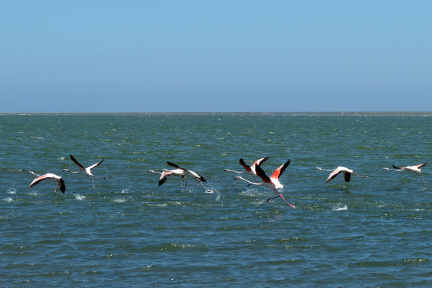 Flamingo's in Walvisbay