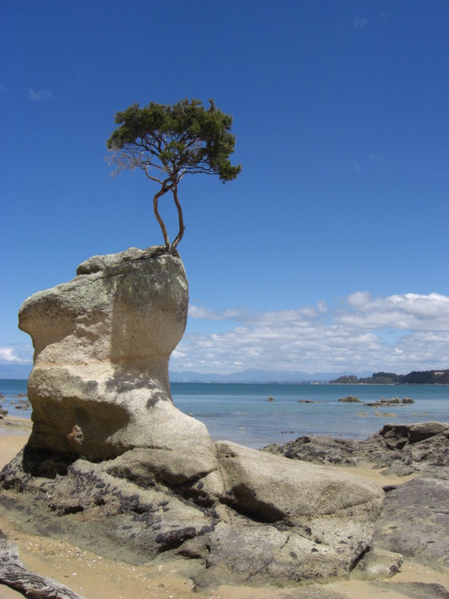 Een boom groeiend op een rots. Abel tasman national park. Nieuw zeeland.