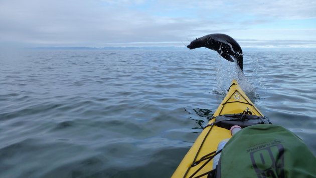 Een rustig kayak tripje door Abel Tasman NP, vol verassingen.