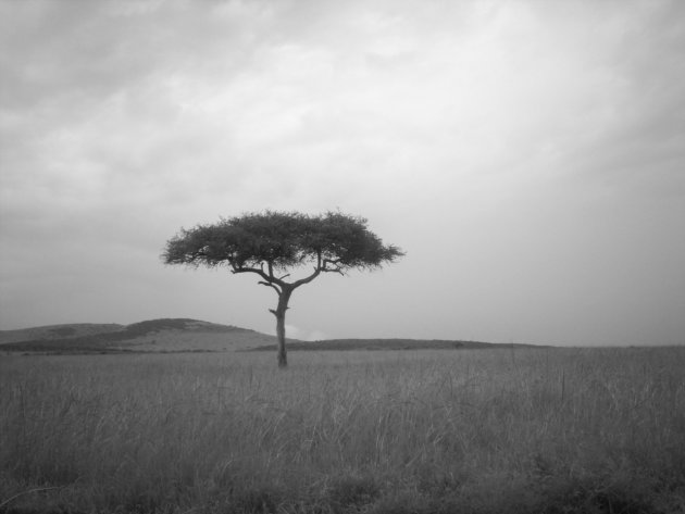 Boom in Masai Mara