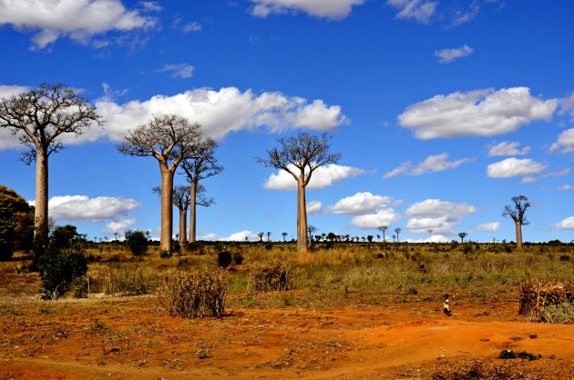 Baobabveld