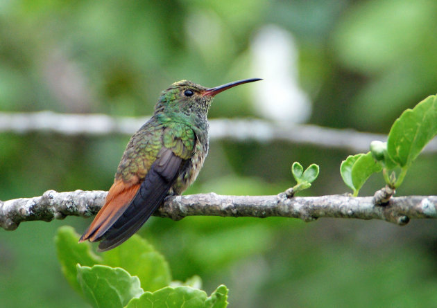 Feestelijke kolibri