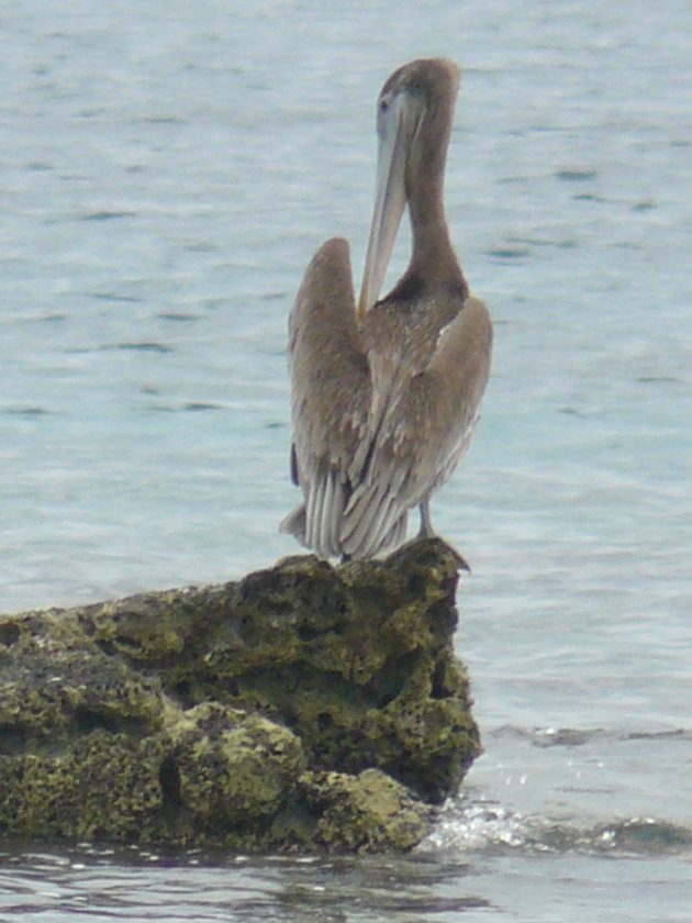 Zeevogel, San Blas