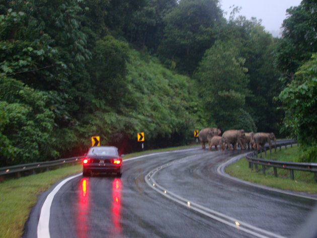 Olifanten steken de weg over