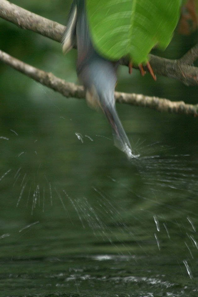 Vogel duikt naar vis in de jungle van Costa Rica