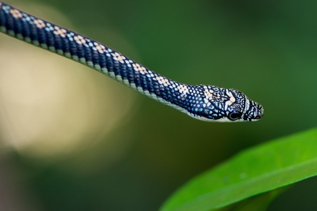 Borneo Snake