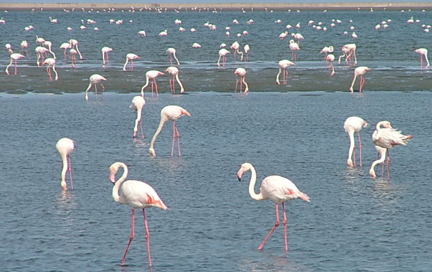 Overal flamingo's