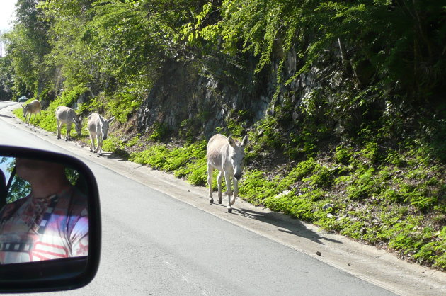 Heilige ezels op de weg in St. John