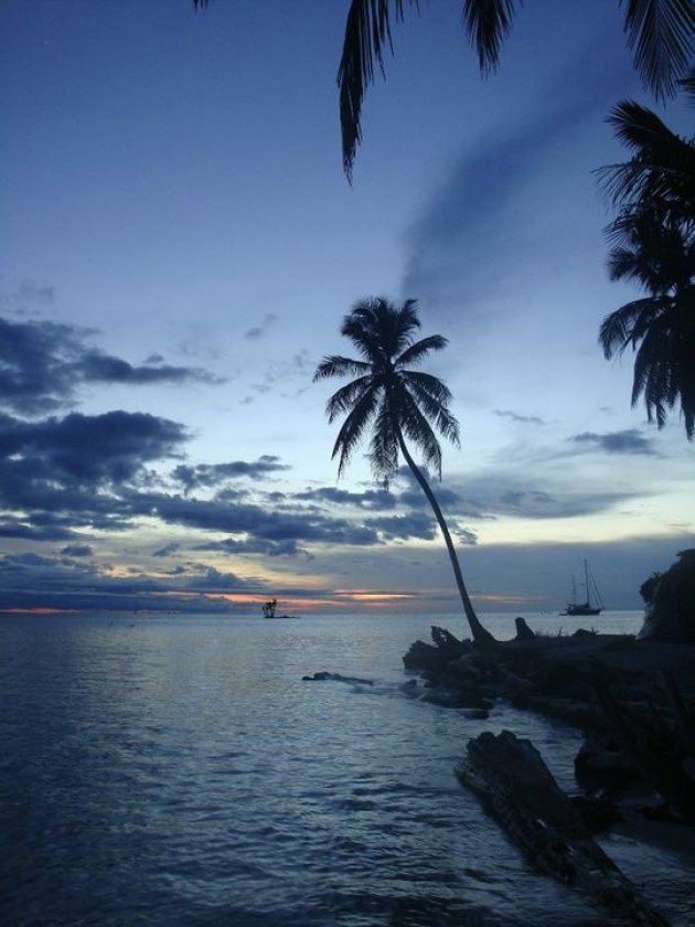 Palmboom op de San Blas eilanden