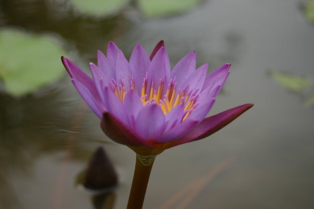 Bali Lotus