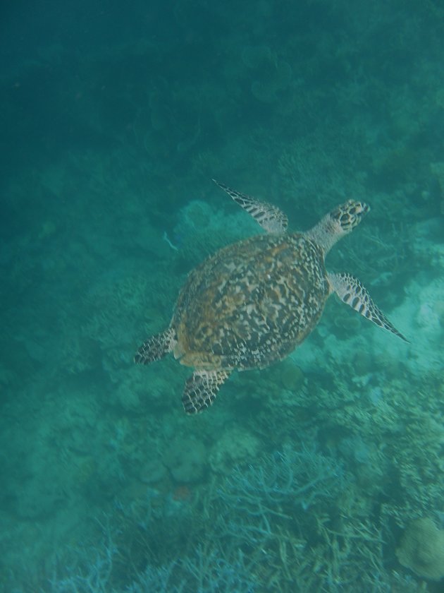 Zeeschildpad Palawan