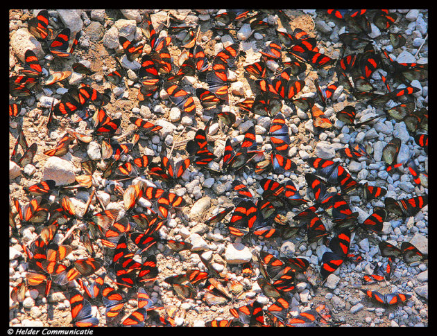heel veel vlinders
