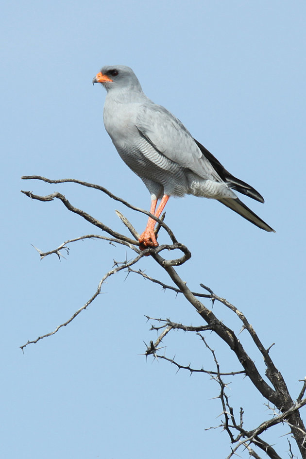 De bleke zanghavik is een veelgeziene vogel in Kgalagadi N.P.