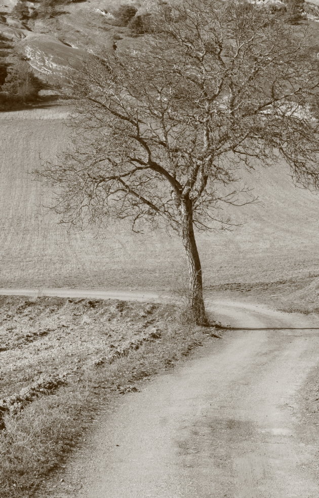 De weg achter de boom