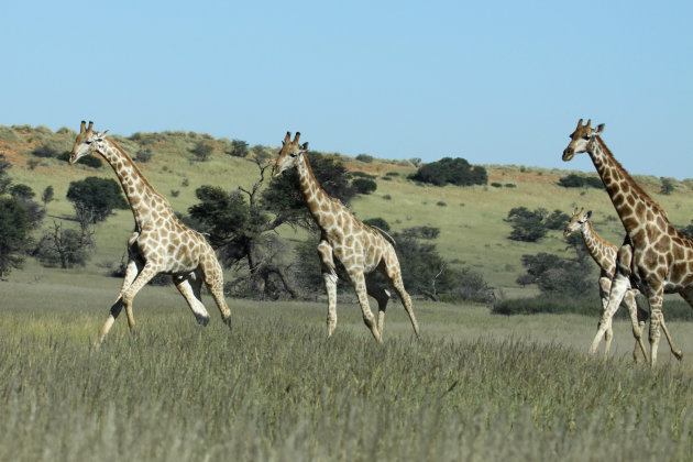 Giraffes op de vlucht