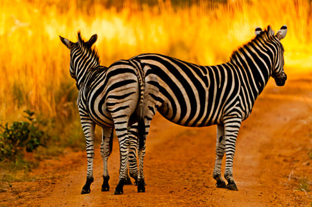2 Zebra's