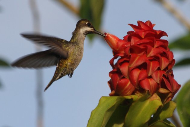 Kolibri aan het eten