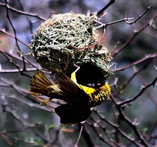 Gele Wever bouwt een nest