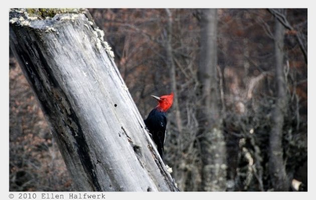 Woody Woodpecker klopt op het hout