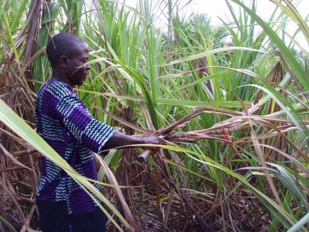 Sugar cane harvesting