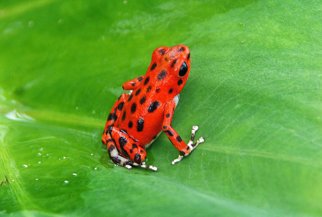 Red, red frog