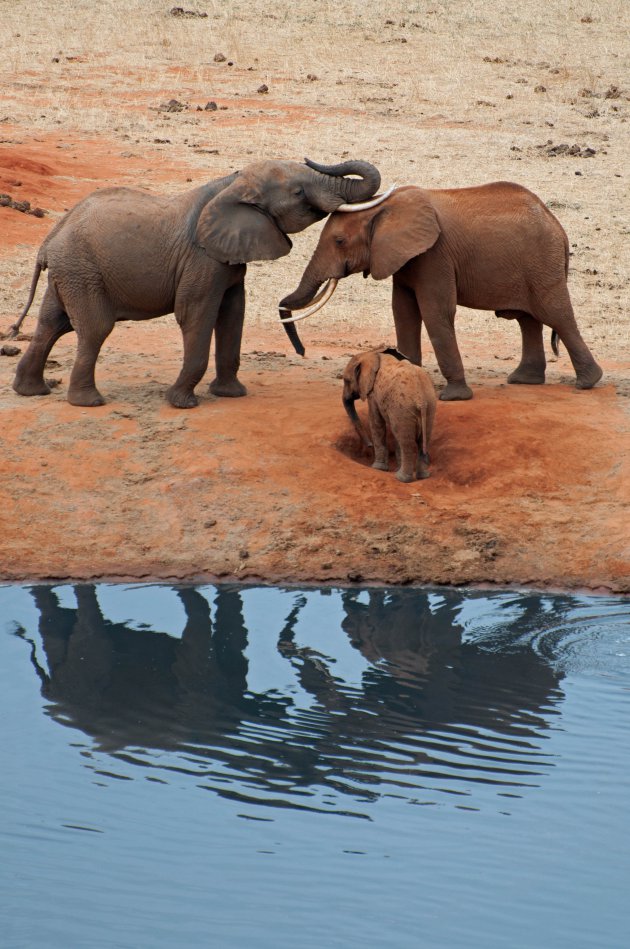 Een olifantengezin in Tsavo