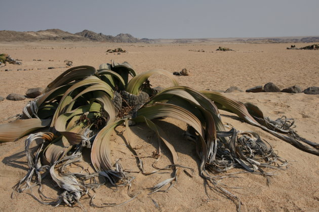 Welwitschiavlakte