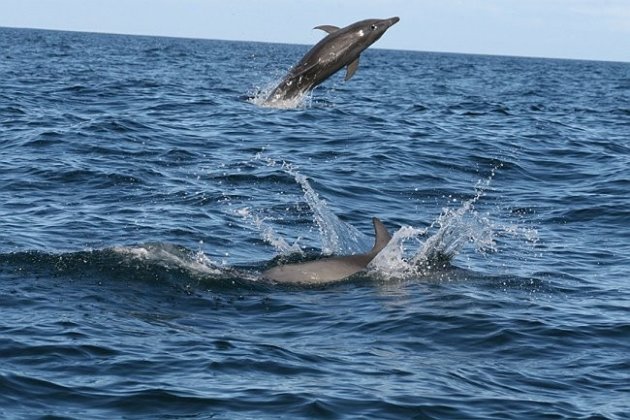 Dolfijnen spotten in Plettensbergbaai