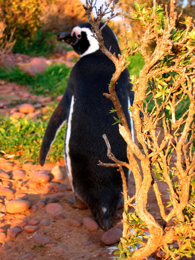 Pinguin bij Cabo dos Bahias