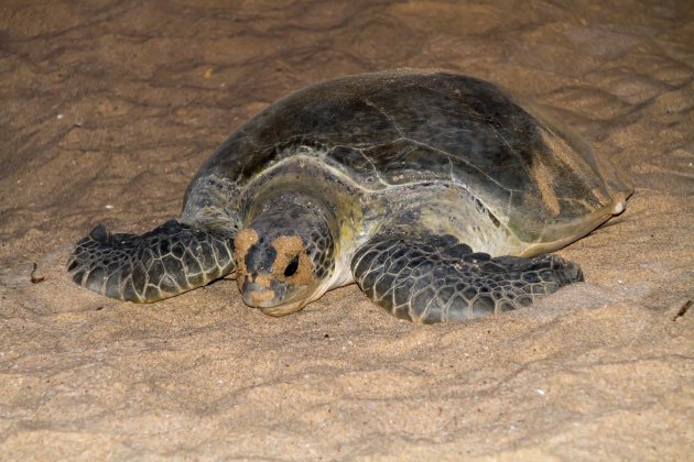 Reuzeschildpad die eitjes heeft gelegd op het strand van Ras al Jinz
