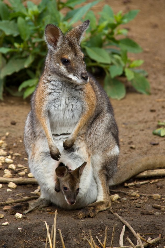 Kangoeroe met jong in buidel
